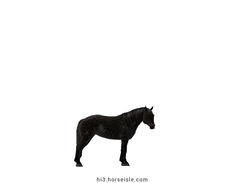 South African Miniature Horse Ebony Black Coat
